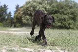 CANE CORSO 046